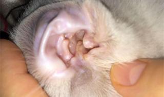猫耳朵有脏东西,怎样清理 猫耳朵怎么清理